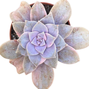 Graptopetalum Superbum Variegada (V)