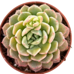 Echeveria Lucky Bubble 5,5