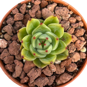 Echeveria Blue Dragon