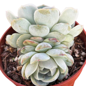 Echeveria Coconut Latte Doble