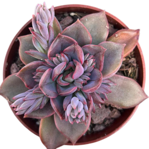 Echeveria Mina Rubra