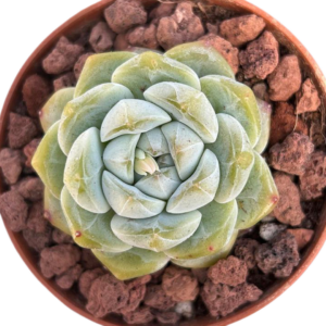 Echeveria Snow Tower