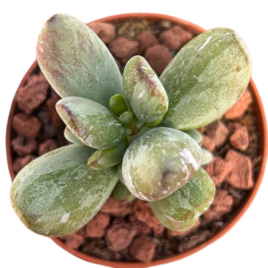 Cotyledon Orbiculata Leopard Variegado