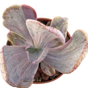 Pachyveria Jocelyn's Joy Variegada