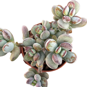 Cotyledon Orbiculata Leopard Variegado Cluster