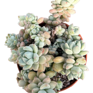 Pachyphytum cv Frevel Cluster
