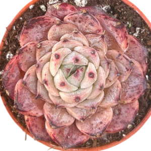 Echeveria Pink Crystal