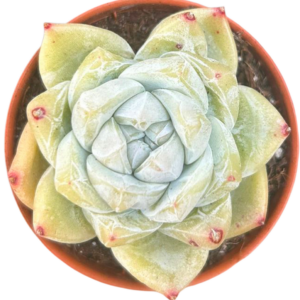 Echeveria Dry Ice