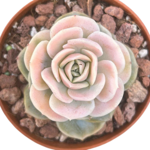 Echeveria Blue Surprise Variegada II