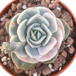 Echeveria Blue Surprise Variegada III