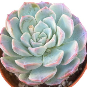 Echeveria Sea Dream