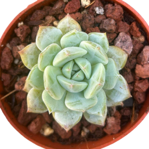 Echeveria Sea Salt Mint