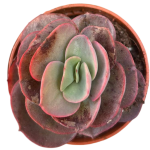 Echeveria Suyon