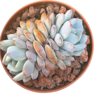 Echeveria Star Orange Doble