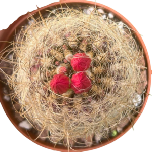 Neoporteria Gerocephala