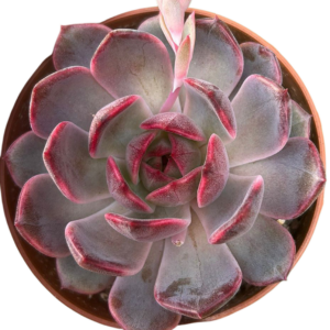 Echeveria Blueberry