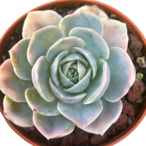 Echeveria Blue Surprise Variegada IV