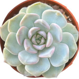 Echeveria Amazing Grace