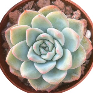 Echeveria Amabeier