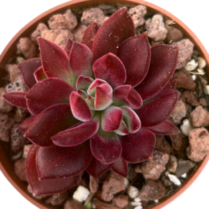 Echeveria Pulvinata Devotion