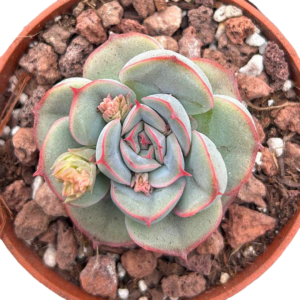 Echeveria Hercules