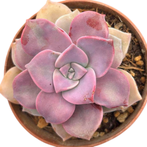 Graptopetalum Purple Delight