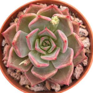 Echeveria Summer Beauty