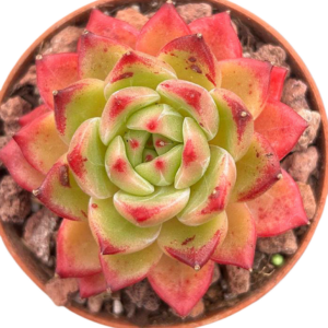 Echeveria Daredevil Hibrido