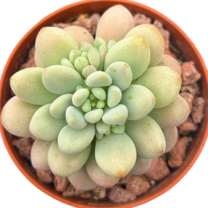 Pachyphytum Rococo