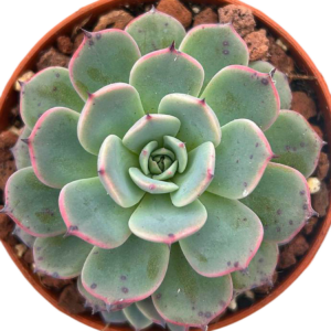 Echeveria Laulensis