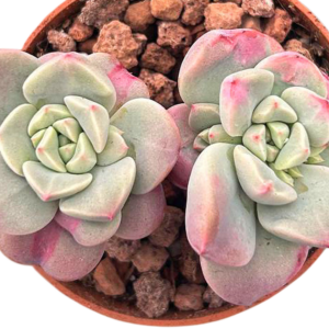 Graptoveria Black Racoon Variegada Monstruosa
