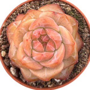 Echeveria Snow Lotus