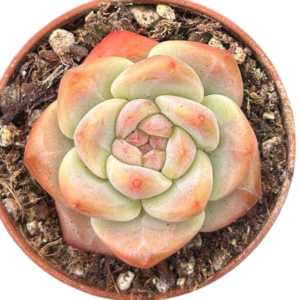 Echeveria Purple Heart