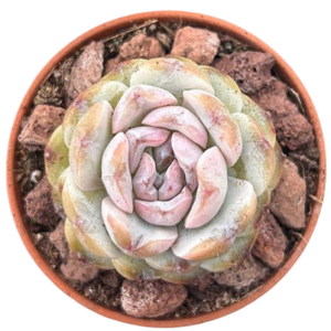 Echeveria Capuchino