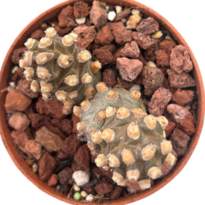 Tephrocactus Molinensis