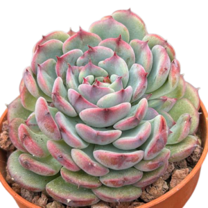 Echeveria Marcel