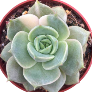 Echeveria Lake Baikal Variegada (VI)