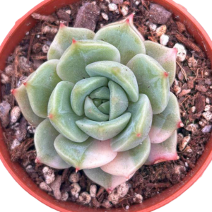 Echeveria Lake Baikal Variegada (V)