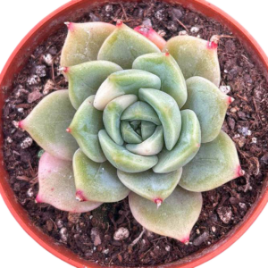 Echeveria Lake Baikal Variegada (IV)