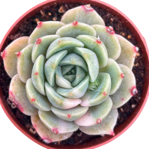 Echeveria Lake Baikal Variegada (II)