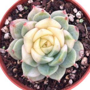 Echeveria Lake Baikal Variegada (III)