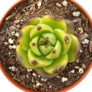 Echeveria Black Eyes