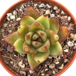 Echeveria Abundante Rose