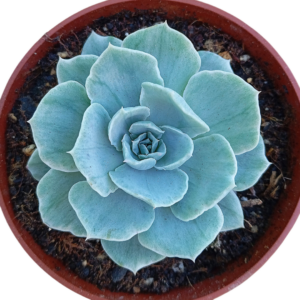 Echeveria Silver Queen Variegada