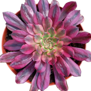 Aeonium Zwartkin Variegado