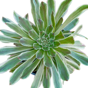 Aeonium Green Wave