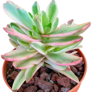 Crassula Capitella Campfire Variegada