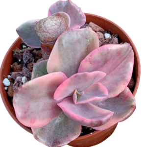 Echeveria Golden State Variegada