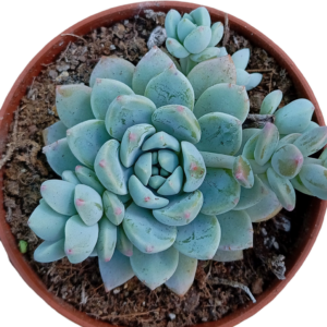 Pachyphytum cv Frevel