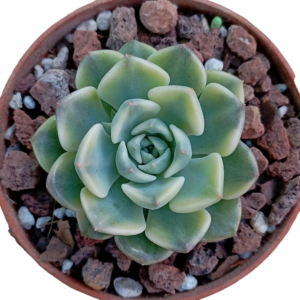 Echeveria Tinkerbell Variegada
